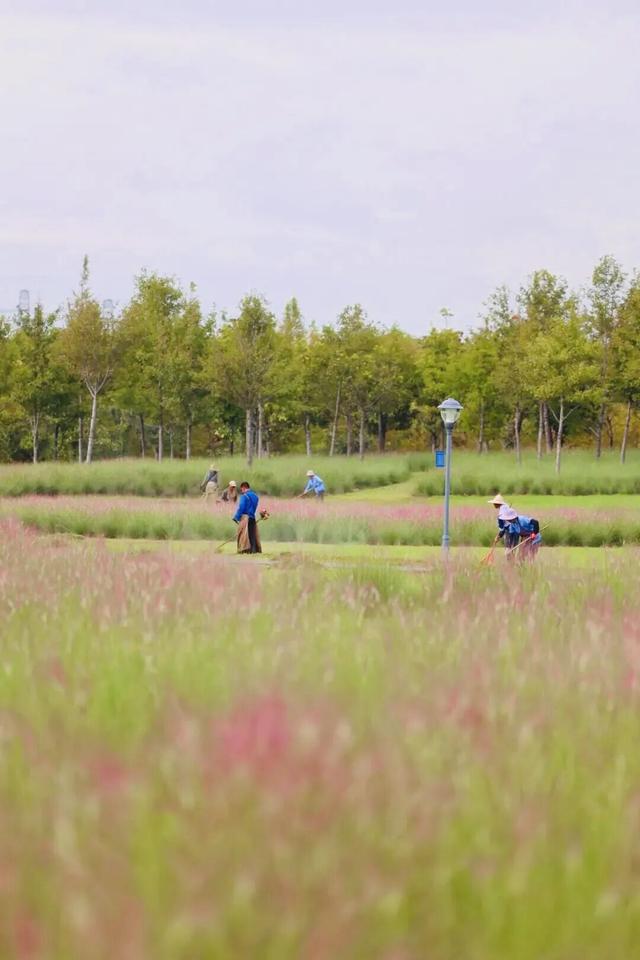 属于上海秋天的浪漫已就位！第一波粉黛花海等你来打卡～
