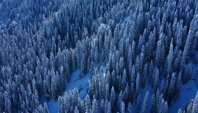 “大雪”无雪，能在雪地里撒野的大雪何时能看到？