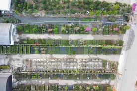 广州花卉博览园2025年春节年宵花市开启，多项举措保障年花销售图片