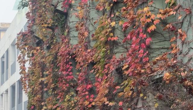 快冲！高铁峨眉山站旁藏着一处“秘境”，森系“魔法墙”超出片！