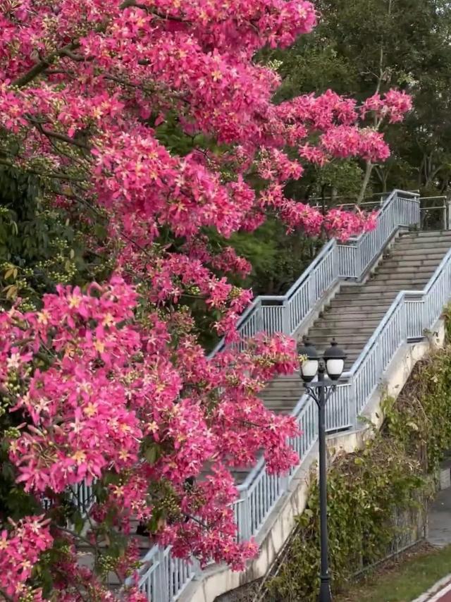 福州秋日限定浪漫已送达，附打卡点位→