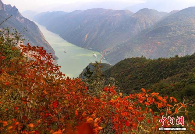 重庆巫山120万亩红叶渐红 长江巫峡两岸层林尽染美如画