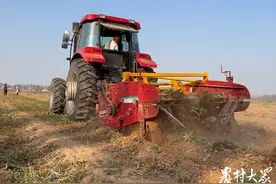 土壤改良“重茬”种地黄，首季亩产五千多斤图片