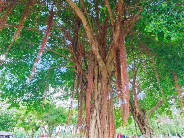 藏在防城港的“城市绿肺”！这个湿地公园，已成市民周末休闲顶流