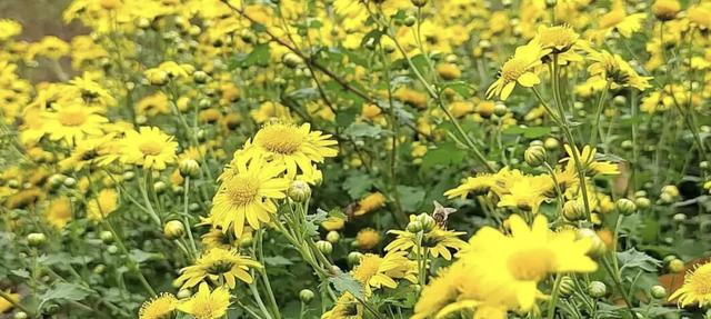 晚潮｜凤凰湖的野菊