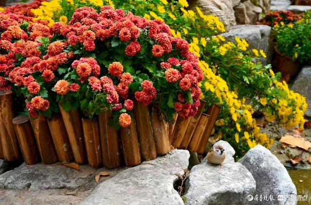 初冬暖意融融，快来趵突泉看菊花展