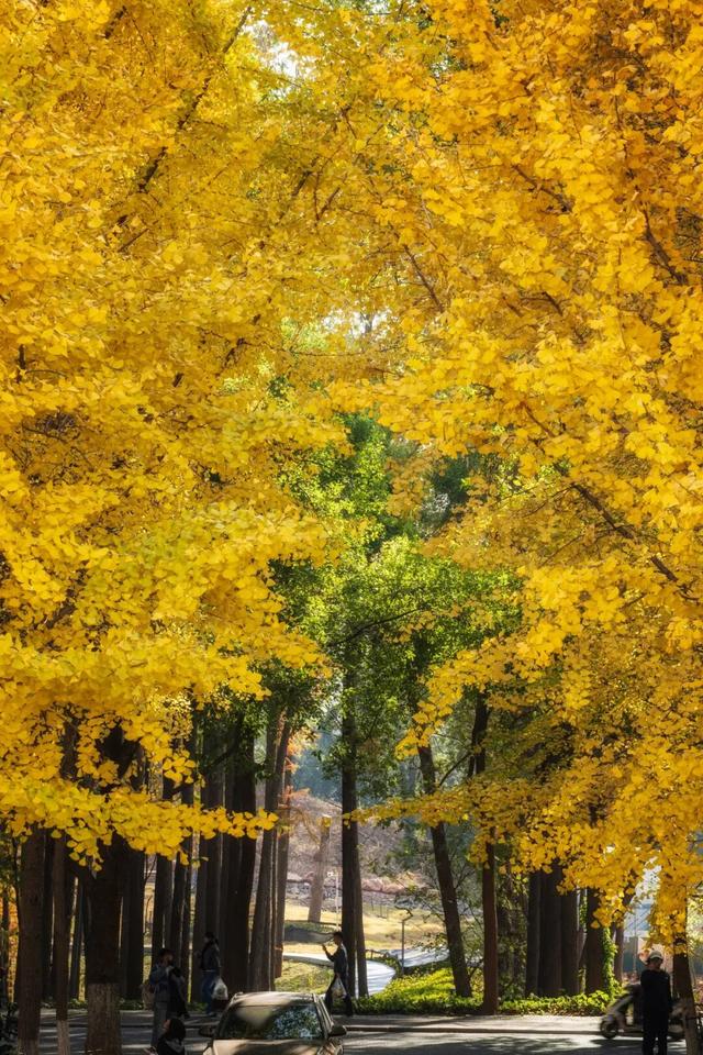 限时绝美！年度顶流！