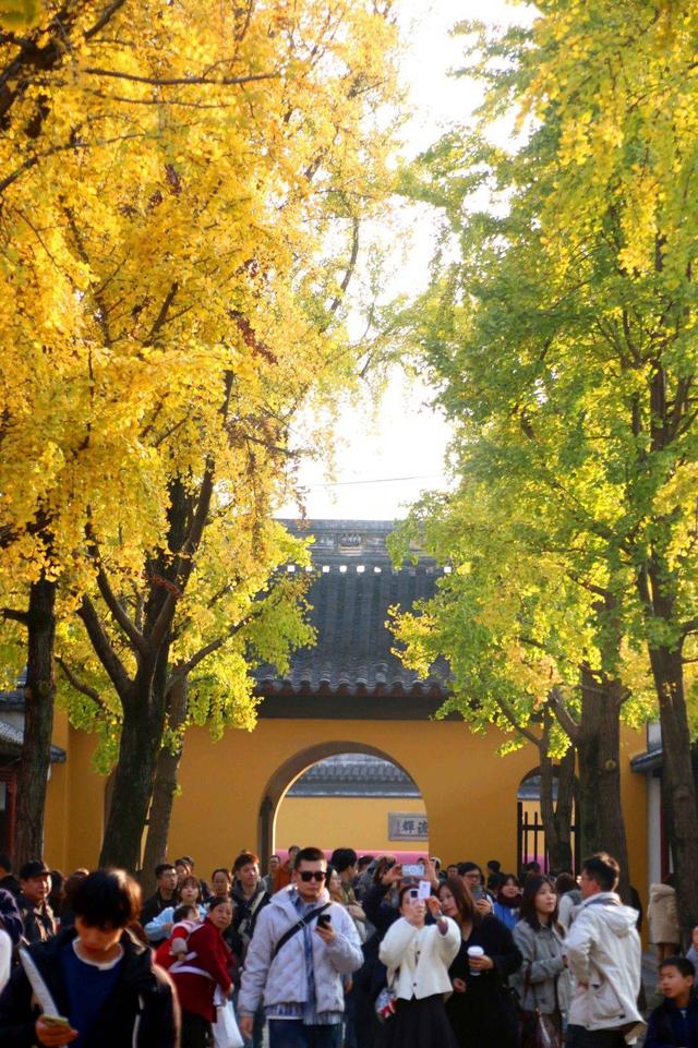 江苏苏州：游虎丘 赏银杏