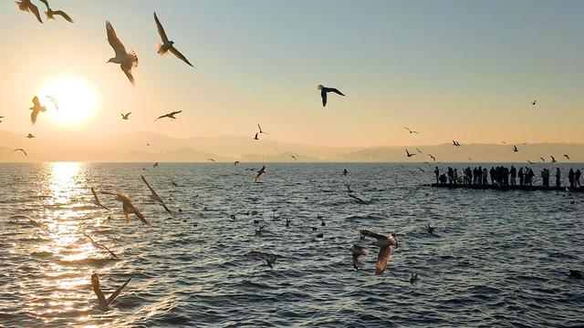 看日出、追红嘴鸥、拍婚纱……总要去一次大理龙龛码头吧！