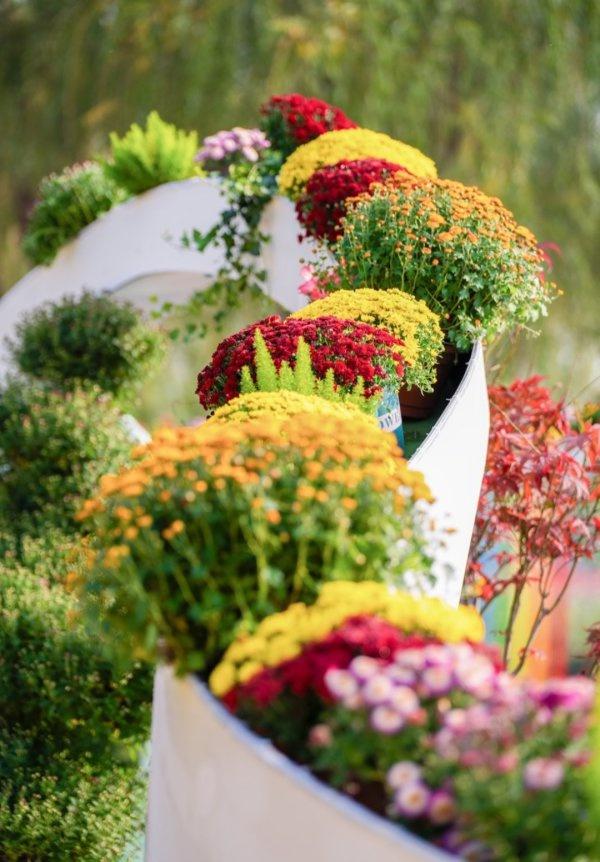 武汉市2025年金秋菊展今日开幕：共展出60余万盆菊花，“黄鹤楼” “巴公房子”亮相展区