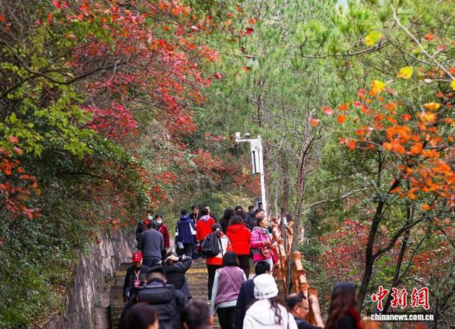 重庆巫山120万亩红叶渐红 长江巫峡两岸层林尽染美如画