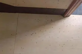 家里密密麻麻全是……杭州网友懵了：怎么办啊！图片