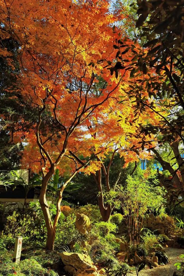 松江秋景开挂！5个宝藏地的红黄皮肤，限时上线！