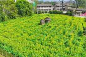 免费赏！300多亩油菜花开了，位置→图片