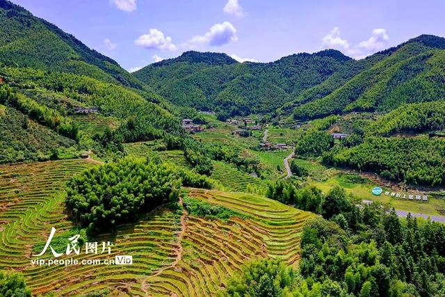 大美赣南｜崇义：初秋梯田景如画