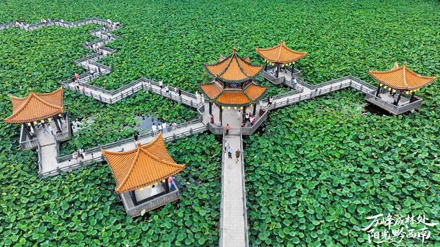 贵州安龙：一场以荷花为主题的文旅活动背后……