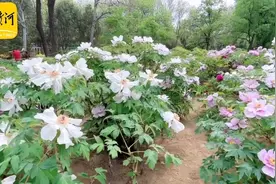 泉城公园牡丹盛开，富贵满园引来众多赏花者图片