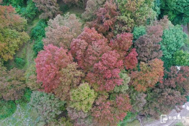 福建暖冬，又是一年好“枫”景