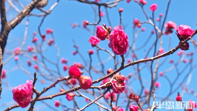 寒风凛冽，中山公园梅花开了