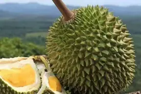 上海终于等来“榴莲界爱马仕”，猫山王再不用冷冻进口，今年拟空运500吨图片