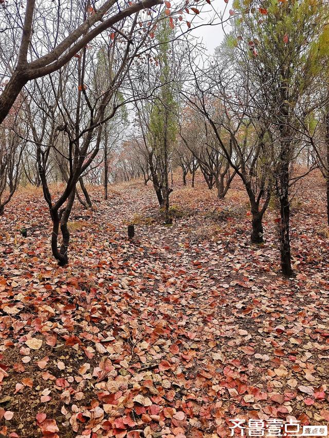 立冬首周末雨润章丘：红山翠谷赏红叶，仙境啊～