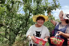 龙里县醒狮镇： 千亩李园迎丰收 与“李”相约采摘忙图片
