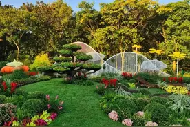 上海各大公园菊花展开幕！乘坐公共交通去打卡，攻略在此→图片