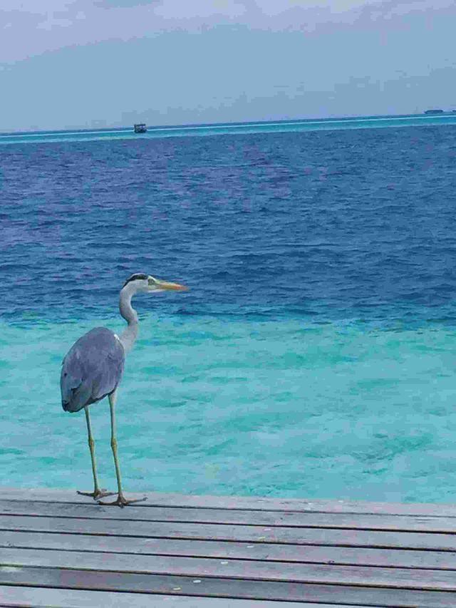 散文丨陈双娥：心还在马尔代夫