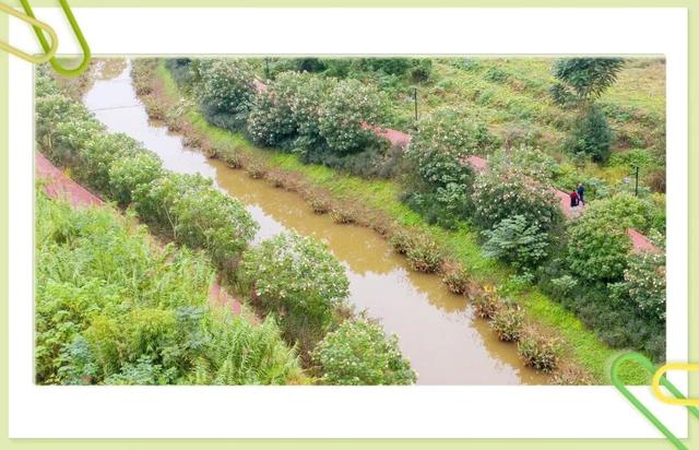 藏不住了！大足这个村的芙蓉花海，已成初冬“神仙打卡地”