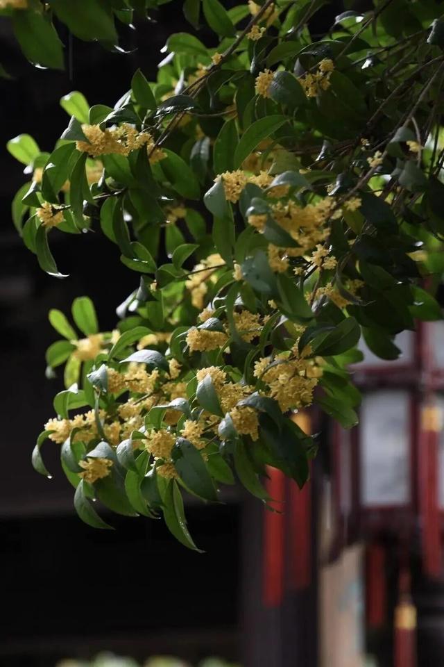 不用再等待！本周末就可以赏桂花了