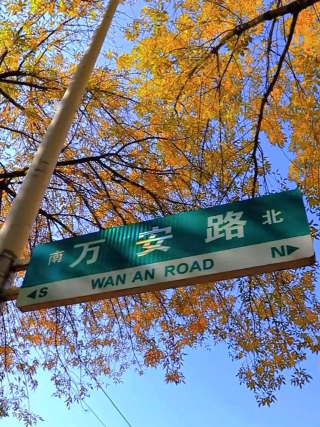 太美了！这里是日照万安路