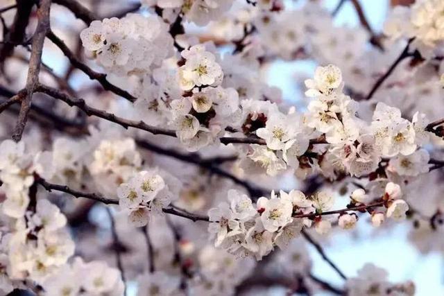 快来看！山东的杏花也太会开了