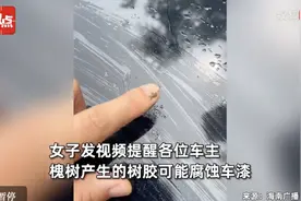 热闻|车漆被腐蚀！树上掉落的粘手液体是个啥？城市绿荫到底该不该“伐”？图片