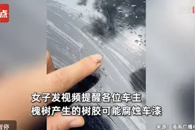 热闻|车漆被腐蚀！树上掉落的粘手液体是个啥？城市绿荫到底该不该“伐”？图片