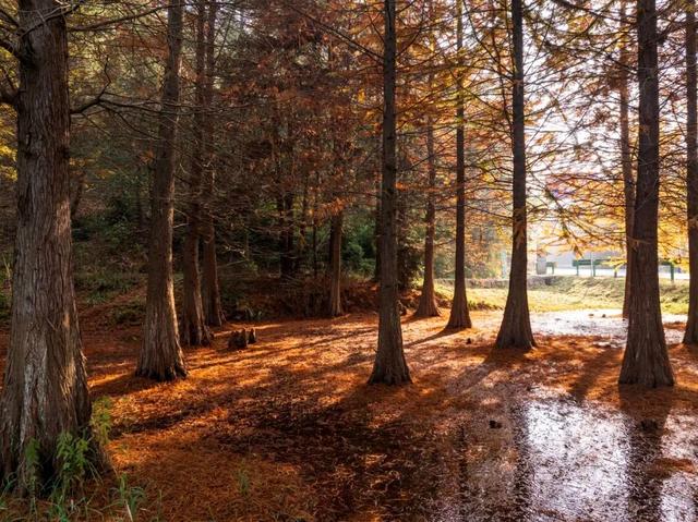 溧水秋天，有点好“骑”~