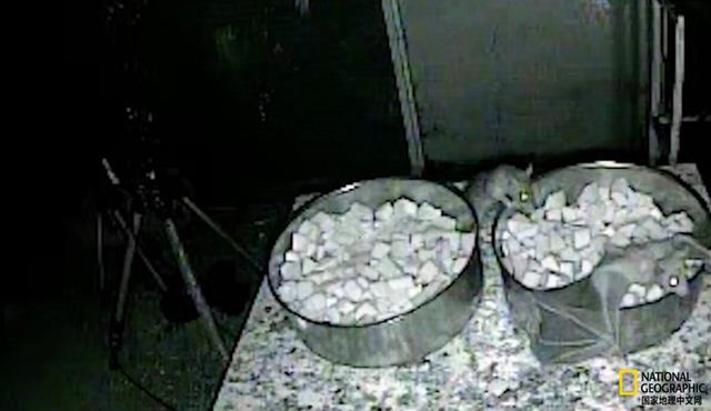 看地上老鼠如何截获空中飞蝠