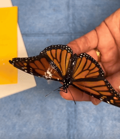 女子用胶水给受伤的蝴蝶粘上新翅膀，仅用5分钟，蝴蝶重返天空