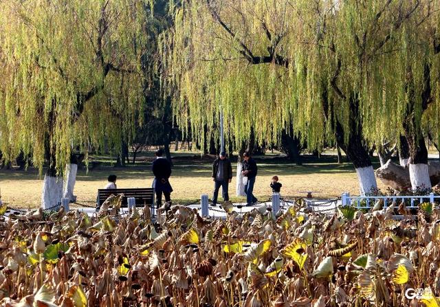 秋染双珠：斑斓叶色与湖光闲情