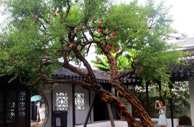 江苏苏州：古典园林怡园石榴红