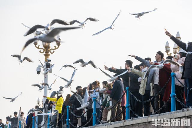 栈桥赏鸥已开始进入最佳观赏期！