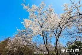 长沙望月公园开启早樱盛宴图片