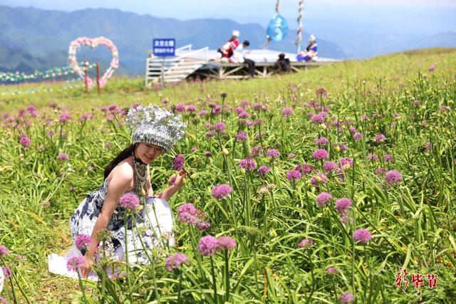 一年一季，韭菜花进入盛花期！