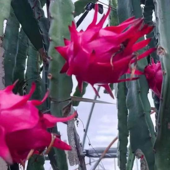 解锁秋日松弛感！长沙周边这些地方可以摘果子、采板栗！