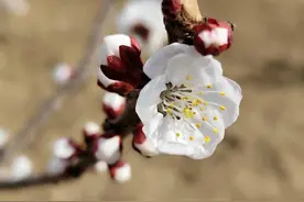 上春山｜杏花枝头春意闹图片