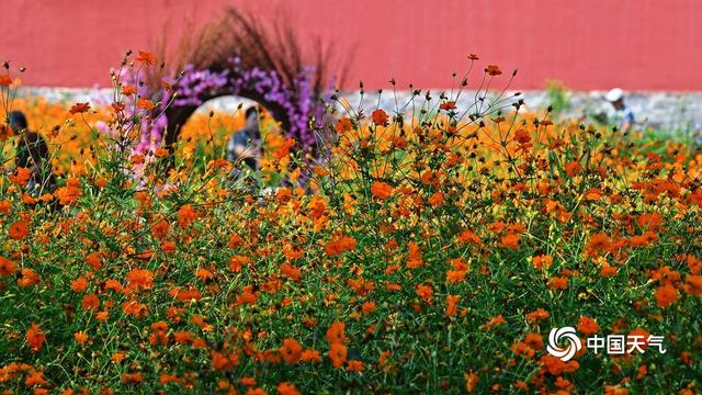 北京北海公园硫华菊盛开 汇成金色花海