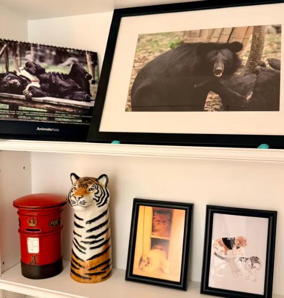 月熊福安离世,陈乔恩发文告别:不再疼痛,也不再受苦,她曾长期关注并支持福安的救助与康复