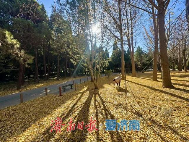 一年四季 泉在济南丨泉城公园银杏叶铺金 市民游客打卡赏冬景