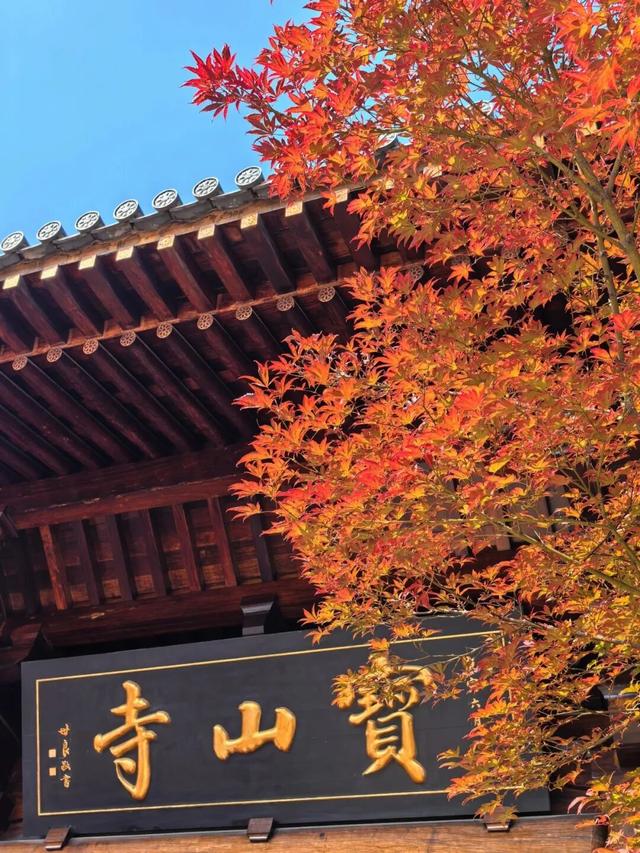 红了！上海枫叶已变色