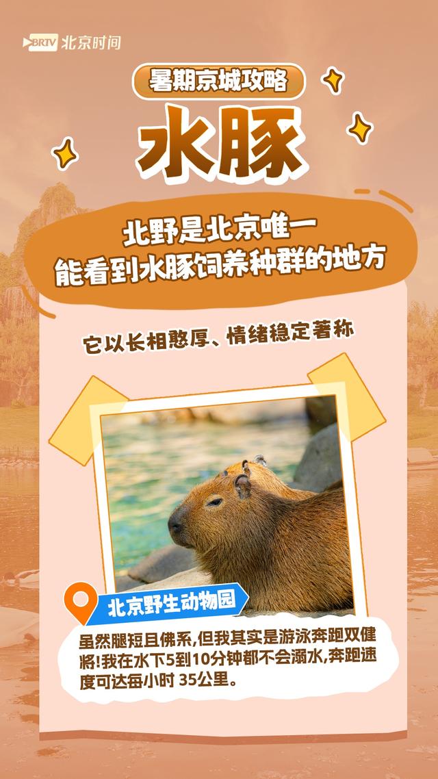周末怎么过？和北京的“网红动物”一起过！