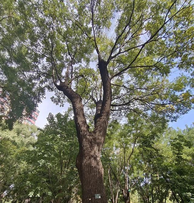 北京古树 家国情怀 国庆古树游线等您来体验